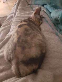 Junge Sphynx Katze sucht liebevolles zuhause