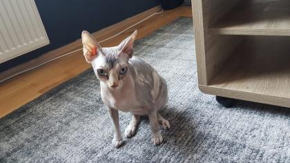 Junge Sphynx Katze sucht liebevolles zuhause