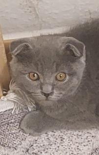 BKH- Faltohrkater scottish fold
