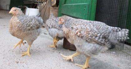 Bielefelder Kennhuhn kennsperber Hahn Hähne