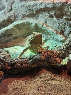 Bartagame mit Terrarium und Zubehör
