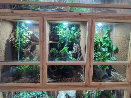 5 Schlangen inkl. Terrarien