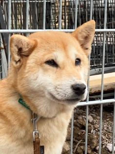 Suzume ist eine liebe etwas schüchterne kleine Hundedame