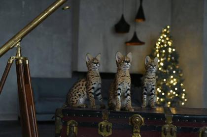 Serval- Savannah- und Karakalkätzchen