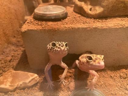4 Leopardgeckos mit Terrarium