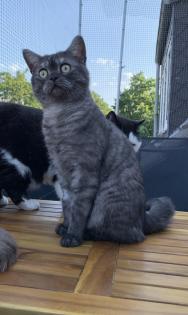 Bengal/BKH mix Kitten Erbkrankheitenfrei