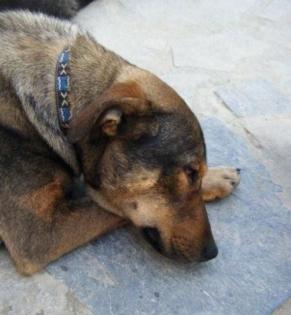 Heineken-Apachi - ein wilder ungestümer und liebenswerter Genießerhund