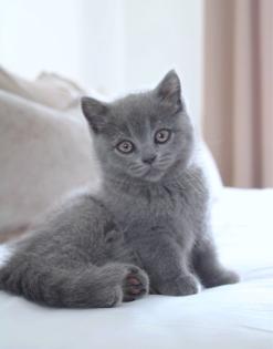 Wunderschöne BKH Kitten Farbe Blue Lilac