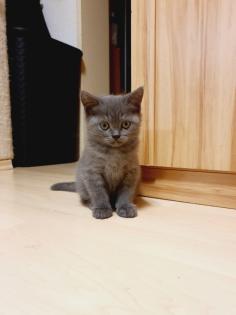 BKH Deckkater sehr erfahren