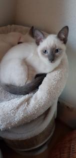 Siam / Thai Kitten Blue Point Babys Kätzchen. 1 Junge. Abgabebereit.