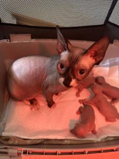 Sphinx kitten zu verkaufen
