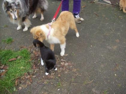 Colliewelpen suchen noch ein Zuhause bei netten Menschen.