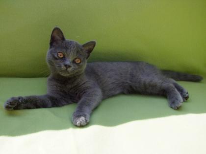 Süße kleine Kätzchen / Kitten / Katzenbabys