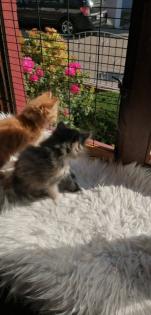 Edelmix Kitten Neva Masquarade Maine Coon