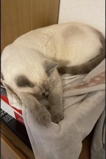 Abgabe bereite BKH blue point kitten