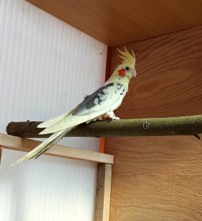 Junge Nymphensittich