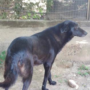Flint sucht ein Zuhause
