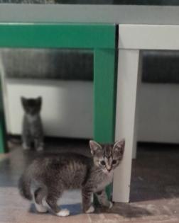 3 süße kitten mädels