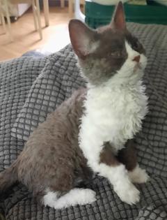 Selkirk Rex Kitten männlich