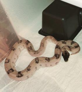 Boa c. i. Ghost pos Super Leopard ENZ22
