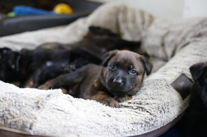 Holländischer Schäferhund x Malinois Welpen
