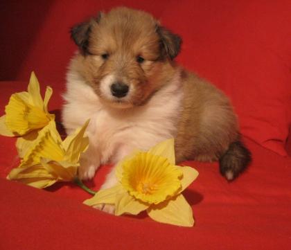 Colliewelpen gold-sable