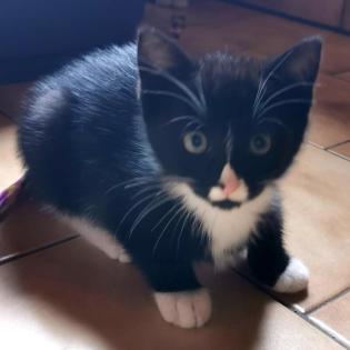 RON - europäische Kurzhaarkatze - 12 Wochen - Tierhilfe-. Franken e. V.