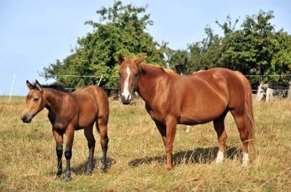 Bildhübsches QH-Stutfohlen zu verkaufen