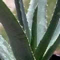 Beste AloeVera Säuglingspflege Unsere Empfeh