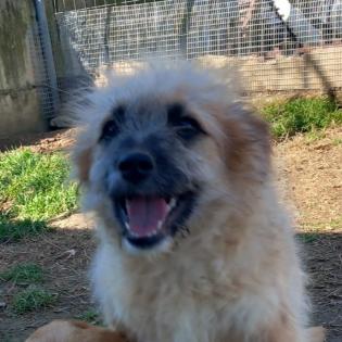 Fido / Status sucht ein Zuhause
