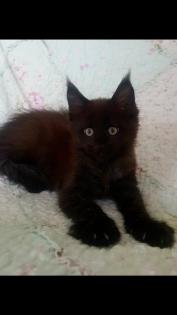 . Tolle Maine Coon kitten mit Stammbaum aus seriöser Zucht .
