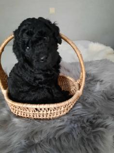 Goldendoodle Welpen