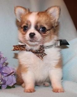 Chihuahua- und Minichihuahuawelpen aus seriöser Zucht