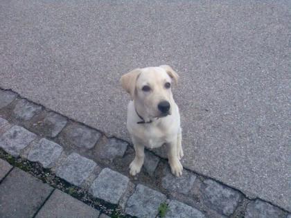 Labrador Welpe Micky geboren im April 2022 sucht nettes und liebevolles zuhause