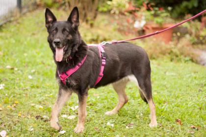 ELISA - Schäferhund - 8 Jahre - Tierhilfe-Franken e. V.