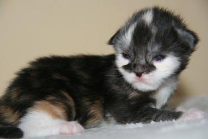 MaineCoon Kitten