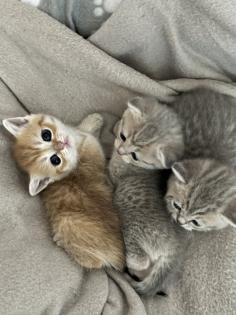 Britisch Kurzhaar Kitten