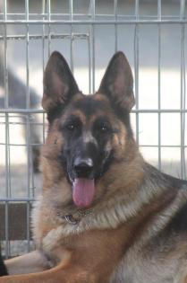 Dt. Schäferhund Hündin SV VDH