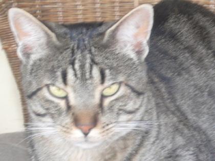 2 verträgliche Kater suchen einzeln oder zusammen ein zu Hause