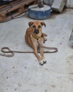 Selma sucht ein passendes Zuhause