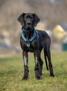 NAOMI - Deutsche Dogge - 5 Monate - Tierhilfe-Franken e. V.