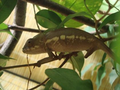 Pantherchamäleons - Furcifer pardalis ambilobe NZ 07/10