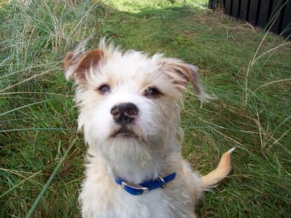 Jaco Terrier Mix sucht Date mit alleinstehender Hundedame