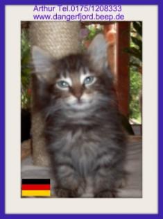 Norwegisches Waldkatzenbaby Katerchen sehr verschmußt verspielt mit Papiere Imp
