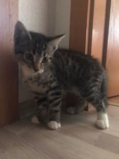 Katzenkitten zu verkaufen