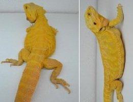 Suche intensiv gelbe Farb-Bartagamen z B. Citrus Citrus Hypo Leatherback etc.
