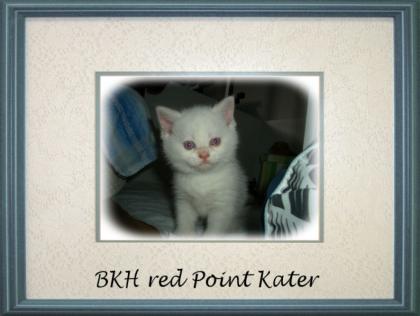 BKH Kitten suchen liebevolles zu Hause
