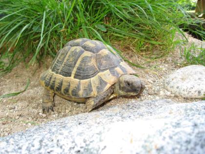 Griechische Landschildkröten THB adult verschiedene Jahrgänge