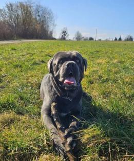 Cane Corso deckrüde