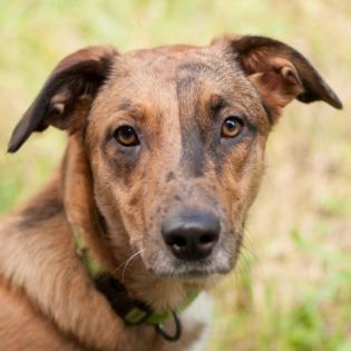 NSCHOTSCHI - Malinois-Aussi-Mix - 7 Monate - Tierhilfe-Franken e. V.
